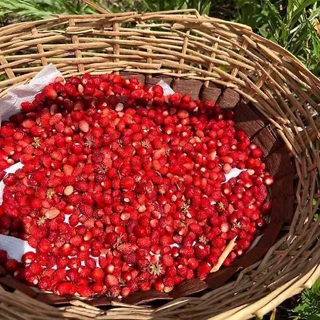 Bujtina Merturi Bed & Breakfast